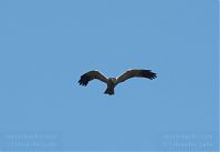 Vogel-Rohrweihe-20110708-16.jpg