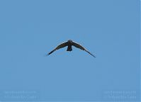 Dateiname=Vogel-Rohrweihe-20110708-17.jpg
Dateigröße=58KB
Abmessungen: 880x635
hinzugefügt am: 06. Januar 2016 Vogel-Rohrweihe-20110708-17.jpg