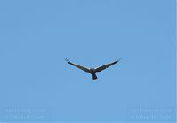 Dateiname=Vogel-Rohrweihe-20110708-18.jpg
Dateigröße=51KB
Abmessungen: 880x614
hinzugefügt am: 06. Januar 2016 Vogel-Rohrweihe-20110708-18.jpg