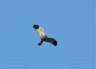 Vogel-Rohrweihe-20110708-19.jpg