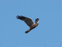 Vogel-Rohrweihe-20110708-22.jpg