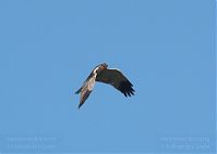Vogel-Rohrweihe-20110708-24.jpg