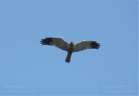 Vogel-Rohrweihe-20110708-26.jpg