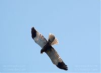 Dateiname=Vogel-Rohrweihe-20110708-27.jpg
Dateigröße=66KB
Abmessungen: 880x637
hinzugefügt am: 06. Januar 2016 Vogel-Rohrweihe-20110708-27.jpg