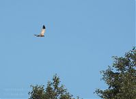 Dateiname=Vogel-Rohrweihe-20110708-29.jpg
Dateigröße=100KB
Abmessungen: 880x642
hinzugefügt am: 06. Januar 2016 Vogel-Rohrweihe-20110708-29.jpg