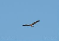 Dateiname=Vogel-Rohrweihe-20110708-30.jpg
Dateigröße=71KB
Abmessungen: 880x622
hinzugefügt am: 06. Januar 2016 Vogel-Rohrweihe-20110708-30.jpg