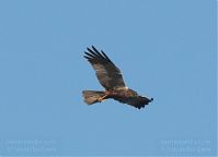 Dateiname=Vogel-Rohrweihe-20110708-31.jpg
Dateigröße=104KB
Abmessungen: 880x636
hinzugefügt am: 06. Januar 2016 Vogel-Rohrweihe-20110708-31.jpg