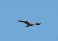 Dateiname=Vogel-Rohrweihe-20110708-32.jpg
Dateigröße=69KB
Abmessungen: 880x618
hinzugefügt am: 06. Januar 2016 Vogel-Rohrweihe-20110708-32.jpg