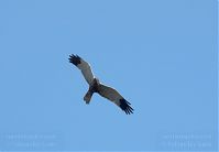 Vogel-Rohrweihe-20110708-33.jpg
