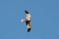 Dateiname=Vogel-Rohrweihe-20110708-34.jpg
Dateigröße=53KB
Abmessungen: 880x590
hinzugefügt am: 06. Januar 2016 Vogel-Rohrweihe-20110708-34.jpg