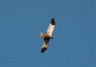 Vogel-Rohrweihe-20110708-35.jpg