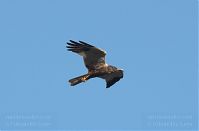 Vogel-Rohrweihe-20110708-37.jpg