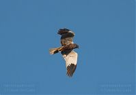 Vogel-Rohrweihe-20110708-38.jpg