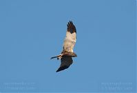 Dateiname=Vogel-Rohrweihe-20110708-39.jpg
Dateigröße=53KB
Abmessungen: 880x596
hinzugefügt am: 06. Januar 2016 Vogel-Rohrweihe-20110708-39.jpg
