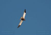 Dateiname=Vogel-Rohrweihe-20110708-40.jpg
Dateigröße=45KB
Abmessungen: 880x620
hinzugefügt am: 06. Januar 2016 Vogel-Rohrweihe-20110708-40.jpg