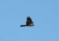 Dateiname=Vogel-Rohrweihe-20110708-42.jpg
Dateigröße=58KB
Abmessungen: 880x619
hinzugefügt am: 06. Januar 2016 Vogel-Rohrweihe-20110708-42.jpg