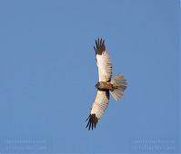 Vogel-Rohrweihe-20110708-43.jpg