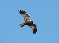 Vogel-Rohrweihe-20110708-44.jpg