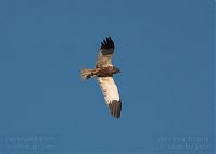 Dateiname=Vogel-Rohrweihe-20110708-45.jpg
Dateigröße=50KB
Abmessungen: 880x627
hinzugefügt am: 06. Januar 2016 Vogel-Rohrweihe-20110708-45.jpg