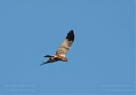 Dateiname=Vogel-Rohrweihe-20110708-46.jpg
Dateigröße=55KB
Abmessungen: 880x612
hinzugefügt am: 06. Januar 2016 Vogel-Rohrweihe-20110708-46.jpg