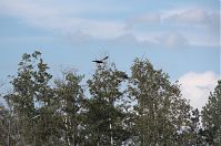 Vogel-Rohrweihe-20110709-10.jpg