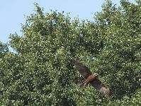 Vogel-Rohrweihe-20110709-11.jpg