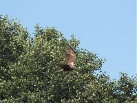 Vogel-Rohrweihe-20110709-12.jpg