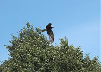 Vogel-Rohrweihe-20110709-13.jpg