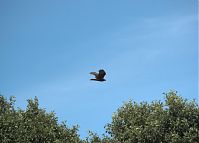 Vogel-Rohrweihe-20110709-14.jpg
