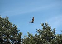 Dateiname=Vogel-Rohrweihe-20110709-15.jpg
Dateigröße=200KB
Abmessungen: 880x624
hinzugefügt am: 06. Januar 2016 Vogel-Rohrweihe-20110709-15.jpg
