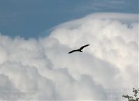 Dateiname=Vogel-Rohrweihe-20110709-16.jpg
Dateigröße=72KB
Abmessungen: 880x640
hinzugefügt am: 06. Januar 2016 Vogel-Rohrweihe-20110709-16.jpg