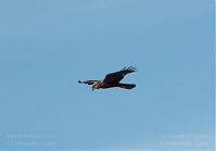 Vogel-Rohrweihe-20110709-17.jpg