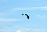 Vogel-Rohrweihe-20110709-18.jpg