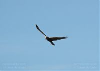Vogel-Rohrweihe-20110709-19.jpg