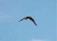 Vogel-Rohrweihe-20110709-20.jpg