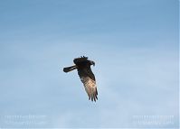 Dateiname=Vogel-Rohrweihe-20110709-21.jpg
Dateigröße=63KB
Abmessungen: 880x631
hinzugefügt am: 06. Januar 2016 Vogel-Rohrweihe-20110709-21.jpg