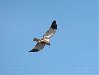 Vogel-Rohrweihe-20110709-23.jpg