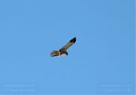 Vogel-Seeadler-20090610-010.jpg