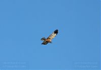 Vogel-Seeadler-20090610-011.jpg