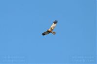 Vogel-Seeadler-20090610-013.jpg