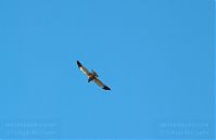 Vogel-Seeadler-20090610-014.jpg