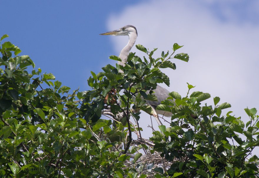 Brandenburg. Vogel. Graureiher (Ardea cinerea) Fischreiher.
4. 7. 2012. Brandenburg. Auf künstlicher Insel zwischen der der Havel-Oder-Wasserstraße und dem Nieder-Neuendorfer See. Vogel. Vögel. Graureiher (Ardea cinerea) Fischreiher. Die jungen flugfähigen Graureiher halten sich noch im Nest auf.
Schlüsselwörter: Ardea cinerea;birds;Brandenburg;Fauna;Fischreiher;Graureiher;Schreitvogel;Tiere;Vogel;Vöge;Vögel;2012