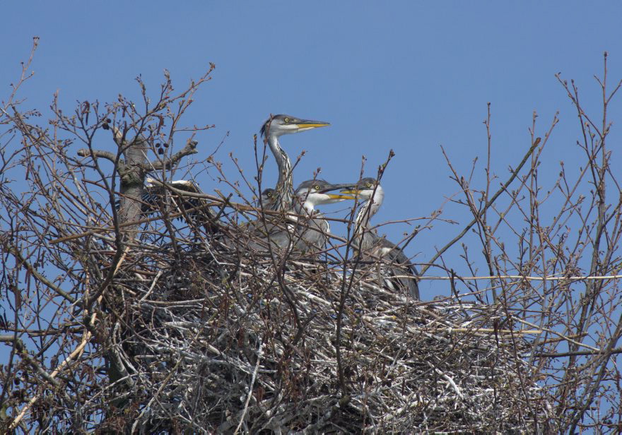 Brandenburg. Vogel. Graureiher (Ardea cinerea) Fischreiher.
24. 4. 2013. Brandenburg. Künstliche Insel zwischen der der Havel-Oder-Wasserstraße und dem Niederneuendorfer See. Vogel. Vögel. Brutkolonie. Nester. Graureiher (Ardea cinerea) Fischreiher.
Schlüsselwörter: Ardea cinerea;birds;Brandenburg;Fauna;Fischreiher;Graureiher;Niederneuendorfer See;Schreitvogel;Tiere;Vogel;Vöge;Vögel;2013