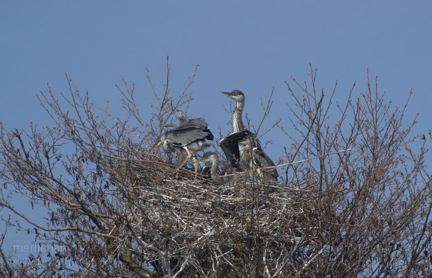 Brandenburg. Vogel. Graureiher (Ardea cinerea) Fischreiher.
24. 4. 2013. Brandenburg. Künstliche Insel zwischen der der Havel-Oder-Wasserstraße und dem Niederneuendorfer See. Vogel. Vögel. Brutkolonie. Nester. Graureiher (Ardea cinerea) Fischreiher.
Schlüsselwörter: Ardea cinerea;birds;Brandenburg;Fauna;Fischreiher;Graureiher;Niederneuendorfer See;Schreitvogel;Tiere;Vogel;Vöge;Vögel;2013