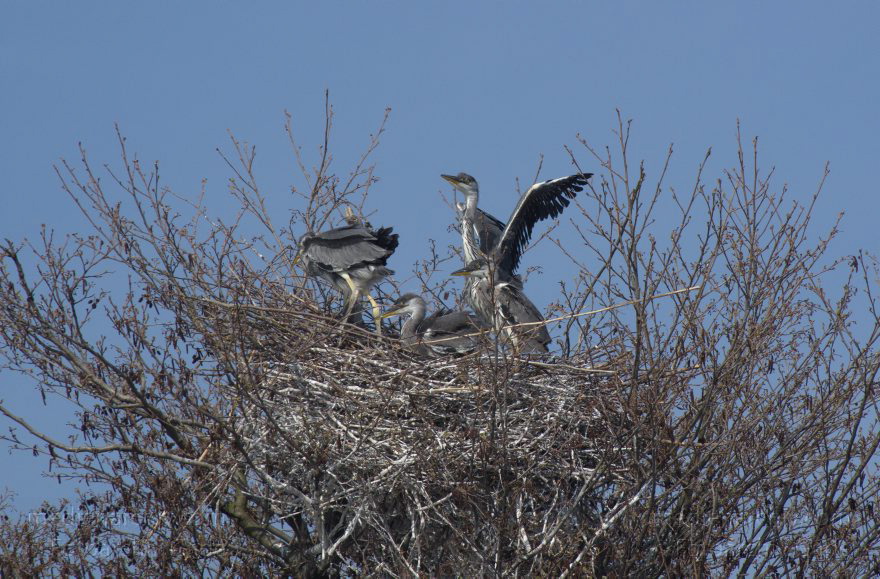 Brandenburg. Vogel. Graureiher (Ardea cinerea) Fischreiher.
24. 4. 2013. Brandenburg. Künstliche Insel zwischen der der Havel-Oder-Wasserstraße und dem Niederneuendorfer See. Vogel. Vögel. Brutkolonie. Nester. Graureiher (Ardea cinerea) Fischreiher.
Schlüsselwörter: Ardea cinerea;birds;Brandenburg;Fauna;Fischreiher;Graureiher;Niederneuendorfer See;Schreitvogel;Tiere;Vogel;Vöge;Vögel;2013