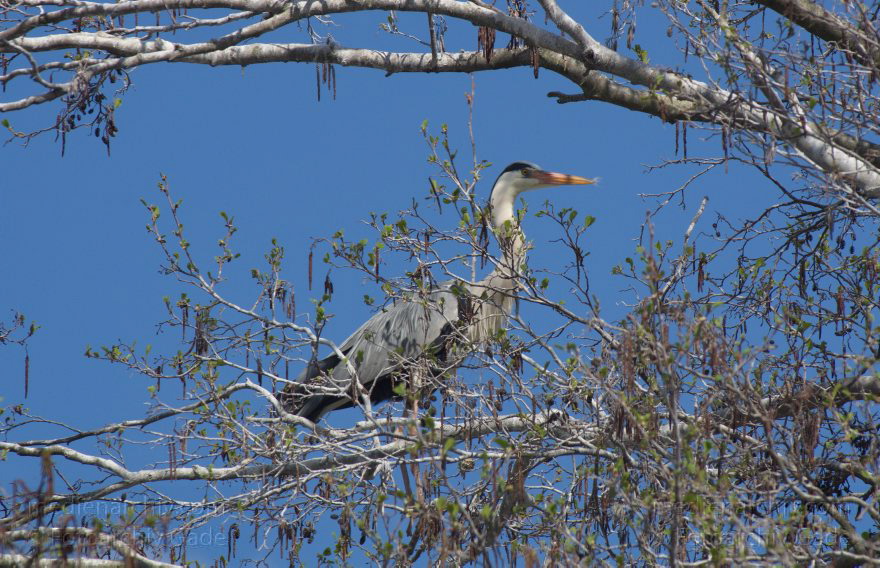 Brandenburg. Vogel. Graureiher (Ardea cinerea) Fischreiher.
28. 4. 2013. Brandenburg. Künstliche Insel zwischen der der Havel-Oder-Wasserstraße und dem Niederneuendorfer See. Vogel. Vögel. Brutkolonie. Nester. Graureiher (Ardea cinerea) Fischreiher.
Schlüsselwörter: Ardea cinerea;birds;Brandenburg;Fauna;Fischreiher;Graureiher;Niederneuendorfer See;Schreitvogel;Tiere;Vogel;Vögel;2013