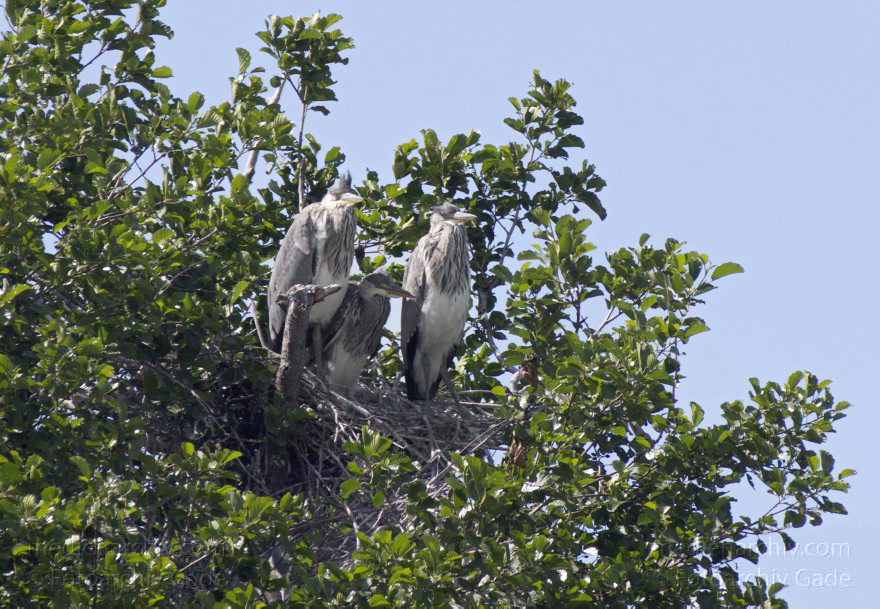 Brandenburg. Vogel. Graureiher (Ardea cinerea) Fischreiher.
9. 6. 2012. Brandenburg. Nieder-Neuendorfer See. Vogel. Vögel. Graureiher (Ardea cinerea) Fischreiher im Nest auf einer Insel.
Schlüsselwörter: Ardea cinerea;birds;Brandenburg;Fauna;Fischreiher;Graureiher;Schreitvogel;Tiere;Vogel;Vögel;2012