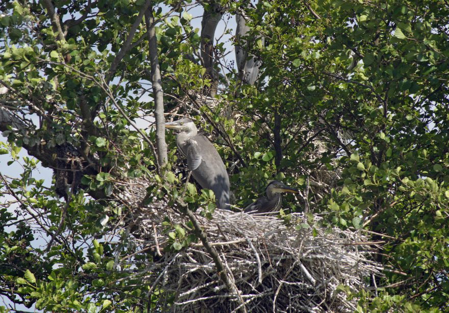 Brandenburg. Vogel. Graureiher (Ardea cinerea) Fischreiher.
9. 6. 2012. Brandenburg. Nieder-Neuendorfer See. Vogel. Vögel. Graureiher (Ardea cinerea) Fischreiher im Nest auf einer Insel.
Schlüsselwörter: Ardea cinerea;birds;Brandenburg;Fauna;Fischreiher;Graureiher;Schreitvogel;Tiere;Vogel;Vögel;2012