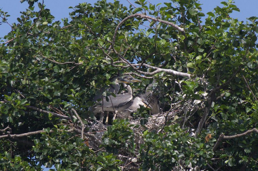 Brandenburg. Vogel. Graureiher (Ardea cinerea) Fischreiher.
4. 7. 2012. Brandenburg. Auf künstlicher Insel zwischen der der Havel-Oder-Wasserstraße und dem Nieder-Neuendorfer See. Vogel. Vögel. Graureiher (Ardea cinerea) Fischreiher. Die jungen flugfähigen Graureiher halten sich noch im Nest auf.
Schlüsselwörter: Ardea cinerea;birds;Brandenburg;Fauna;Fischreiher;Graureiher;Schreitvogel;Tiere;Vogel;Vöge;Vögel;2012