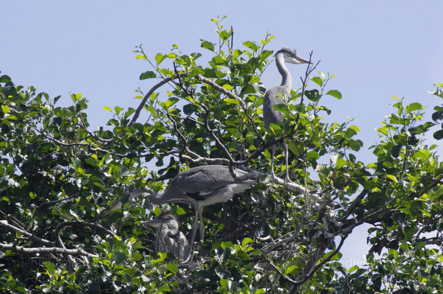 Brandenburg. Vogel. Graureiher (Ardea cinerea) Fischreiher.
4. 7. 2012. Brandenburg. Auf künstlicher Insel zwischen der der Havel-Oder-Wasserstraße und dem Nieder-Neuendorfer See. Vogel. Vögel. Graureiher (Ardea cinerea) Fischreiher. Die jungen flugfähigen Graureiher halten sich noch im Nest auf.
Schlüsselwörter: Ardea cinerea;birds;Brandenburg;Fauna;Fischreiher;Graureiher;Schreitvogel;Tiere;Vogel;Vöge;Vögel;2012